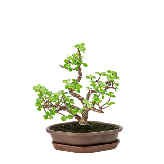 Binnen Portulacaria afra bruine Mokko pot 22cm, hoogte ~30cm