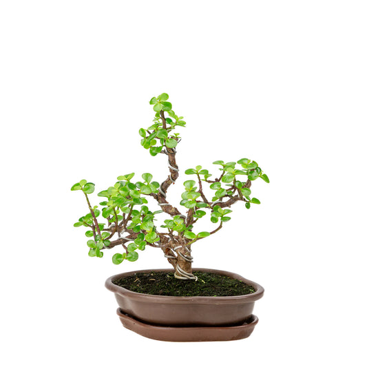 Binnen Portulacaria afra bruine Mokko pot 22cm, hoogte ~30cm
