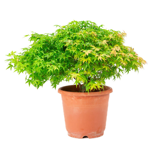 Buiten Bonsai Acer palmatum 'Kiyohime' plastic pot 17cm, hoogte ~38cm