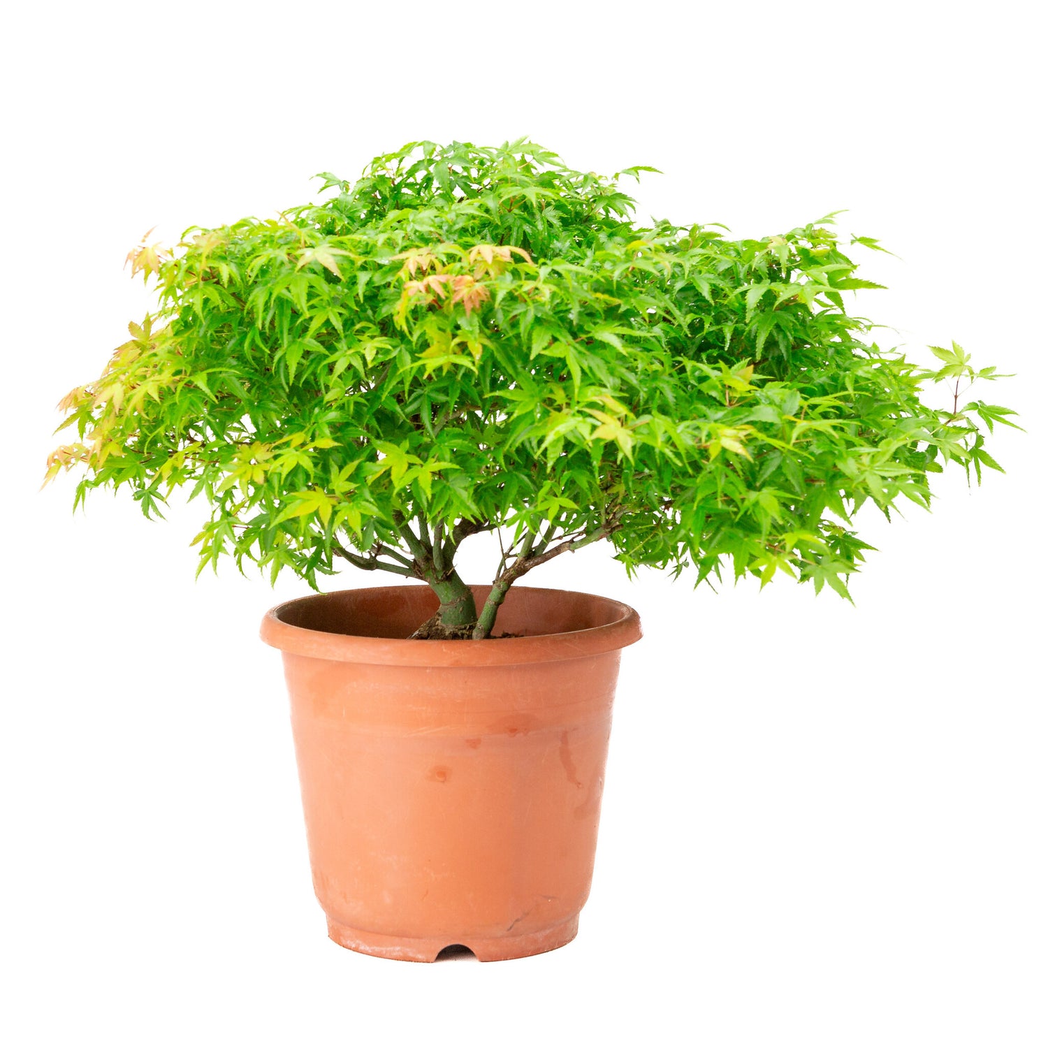 Buiten Bonsai Acer palmatum 'Kiyohime' plastic pot 17cm, hoogte ~38cm