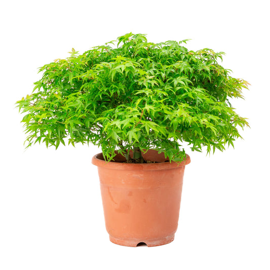 Buiten Bonsai Acer palmatum 'Kiyohime' plastic pot 17cm, hoogte ~38cm