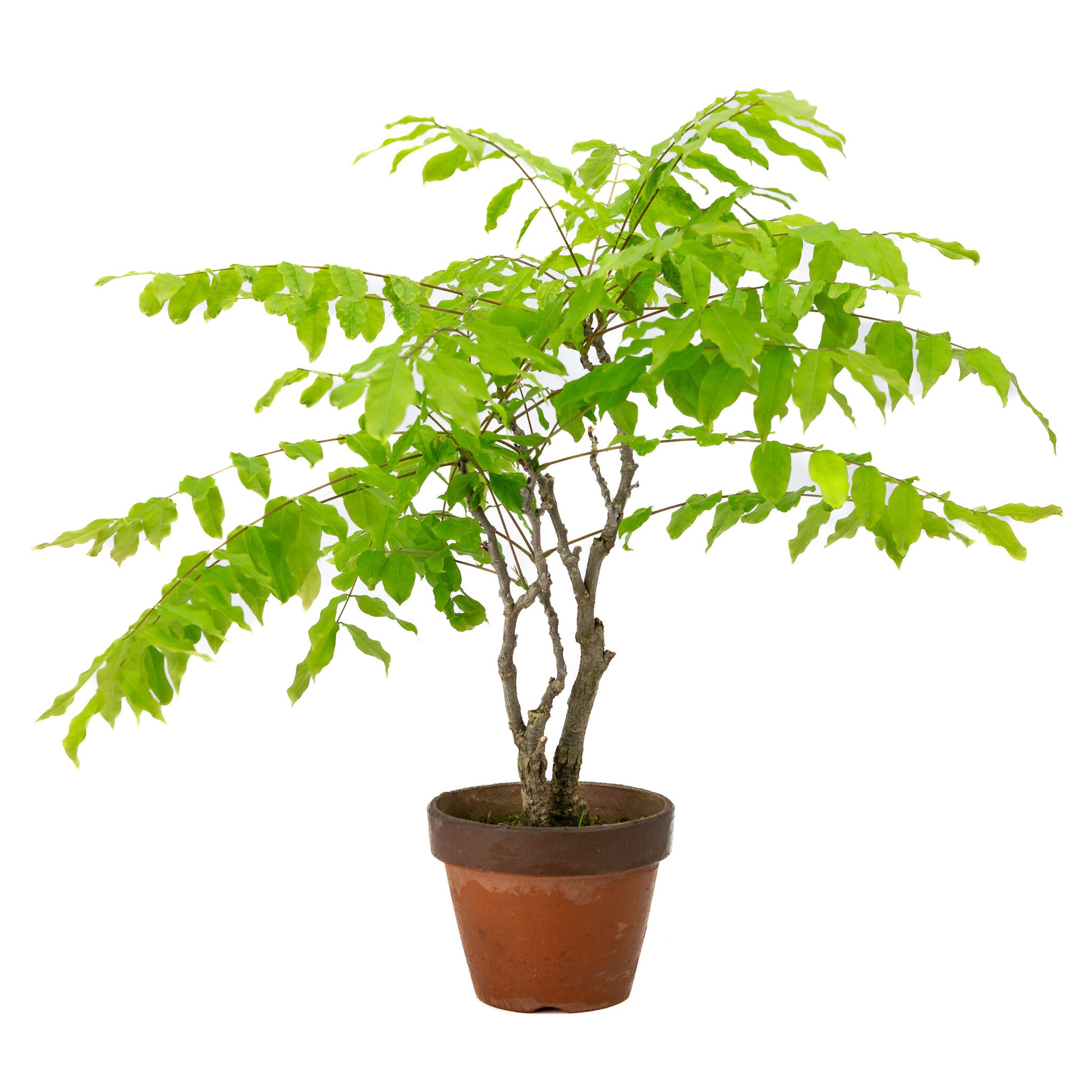 Bonsaï d'extérieur Wisteria floribunda en pot de terre cuite de 12 cm, hauteur ~44 cm