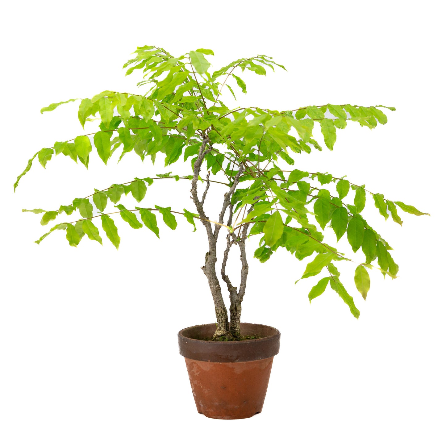 Bonsaï d'extérieur Wisteria floribunda en pot de terre cuite de 12 cm, hauteur ~44 cm