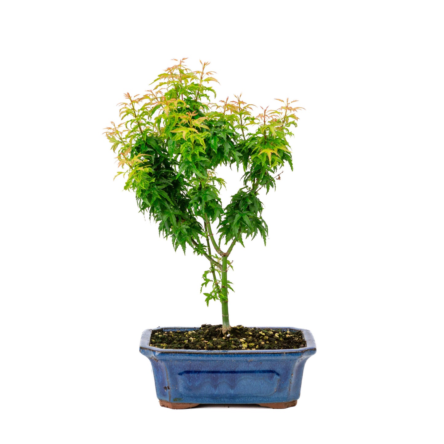 Bonsaï d'extérieur Acer palmatum 'Kotohime', pot rectangulaire bleu de 21 cm, hauteur ~ 45 cm