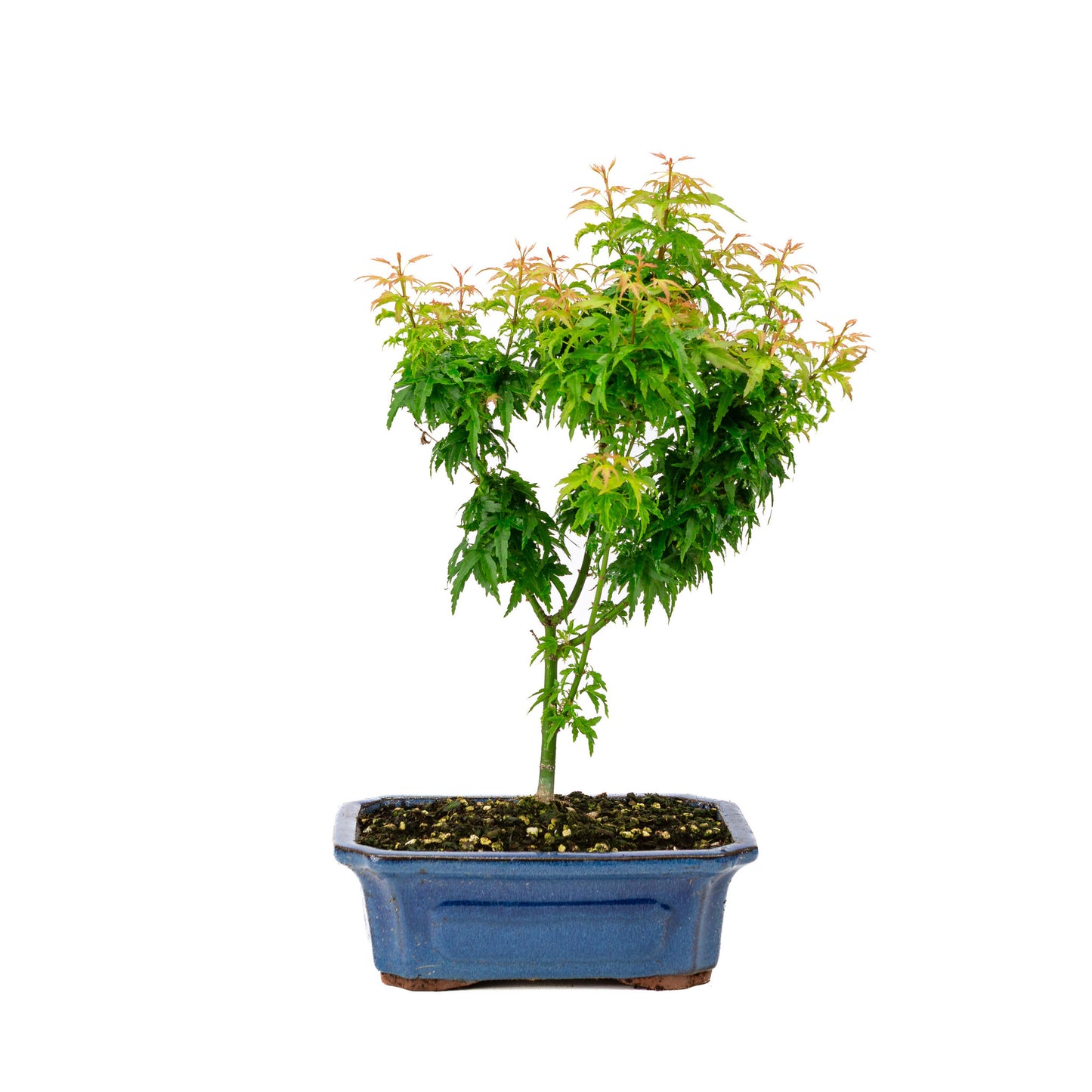 Bonsaï d'extérieur Acer palmatum 'Kotohime', pot rectangulaire bleu de 21 cm, hauteur ~ 45 cm