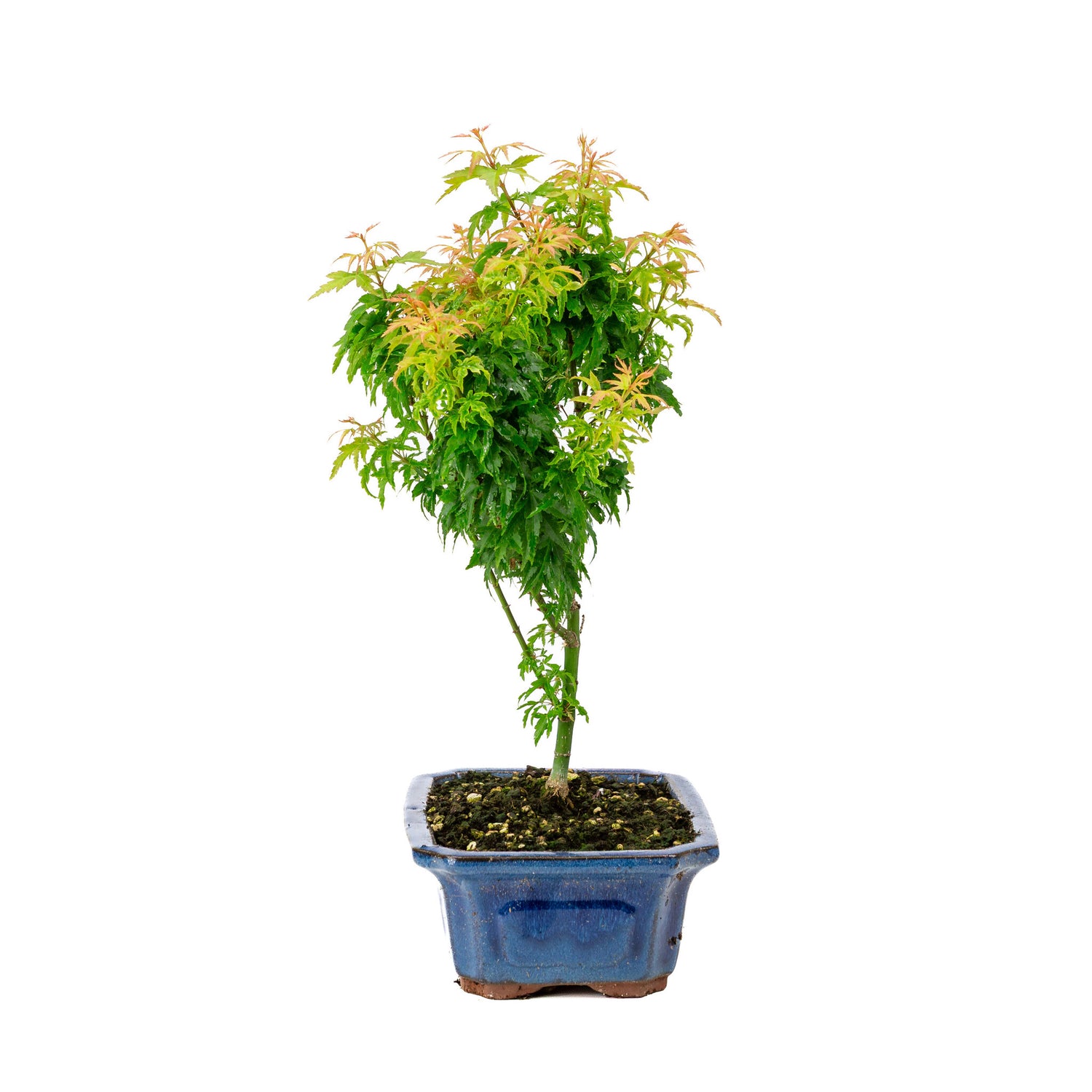 Buiten Bonsai Acer palmatum 'Kotohime' blauwe rechthoekige pot 21cm , hoogte ~ 45cm