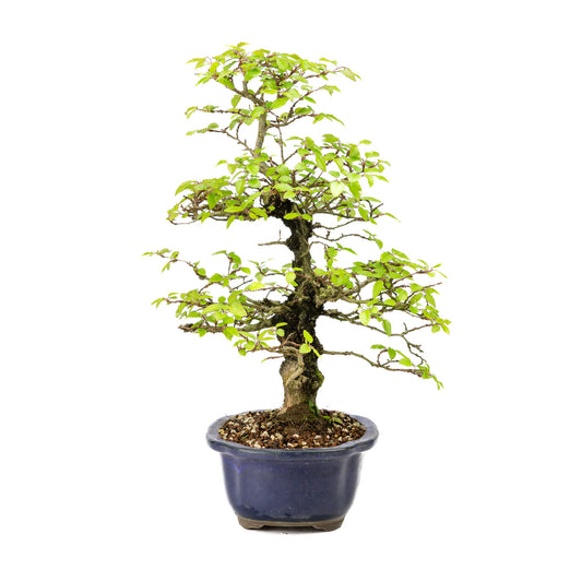 Bonsaï d'extérieur Carpinus turczaninowii bleu, pot Mokko 20 cm, hauteur ~48 cm