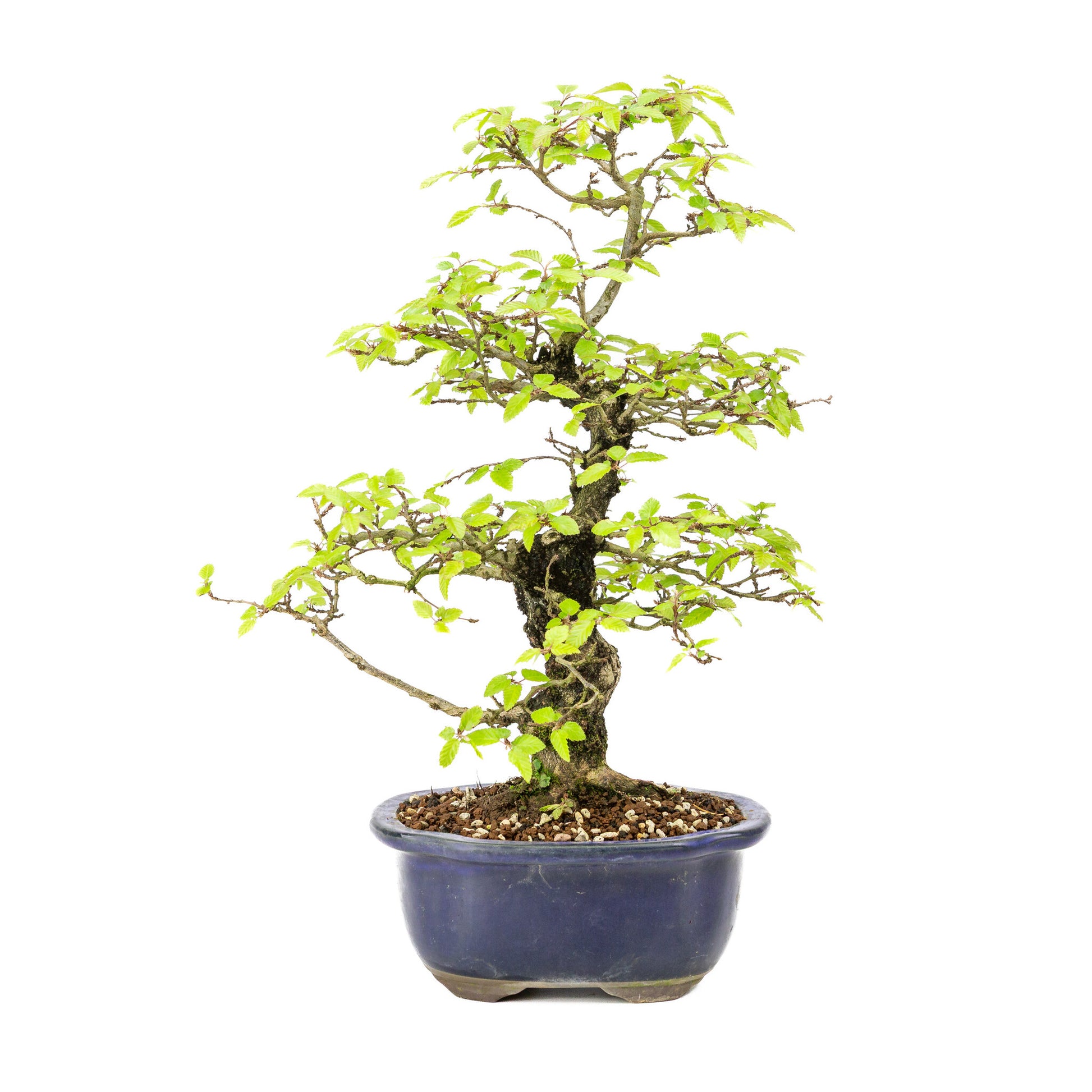 Bonsaï d'extérieur Carpinus turczaninowii bleu, pot Mokko 20 cm, hauteur ~48 cm