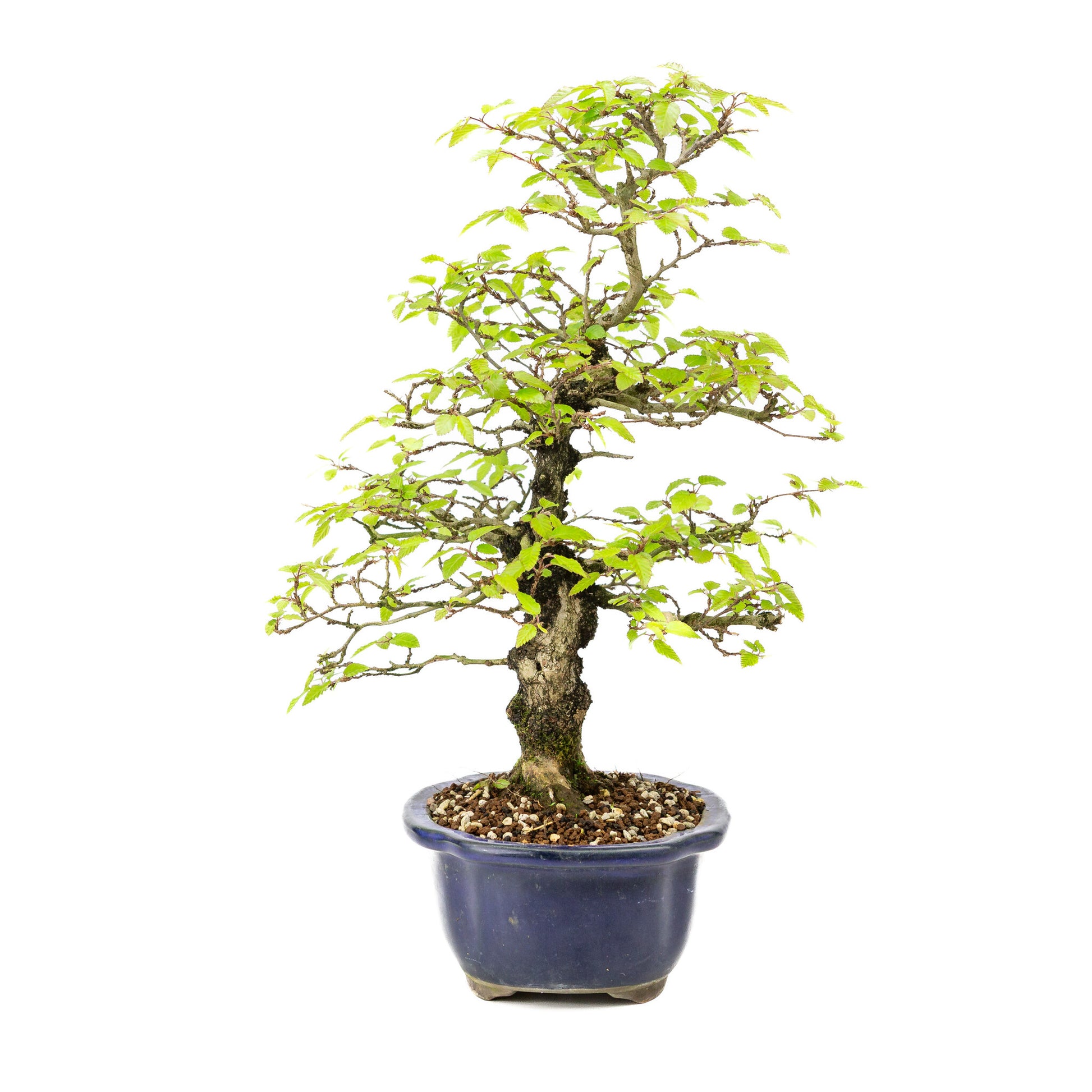 Bonsaï d'extérieur Carpinus turczaninowii bleu, pot Mokko 20 cm, hauteur ~48 cm