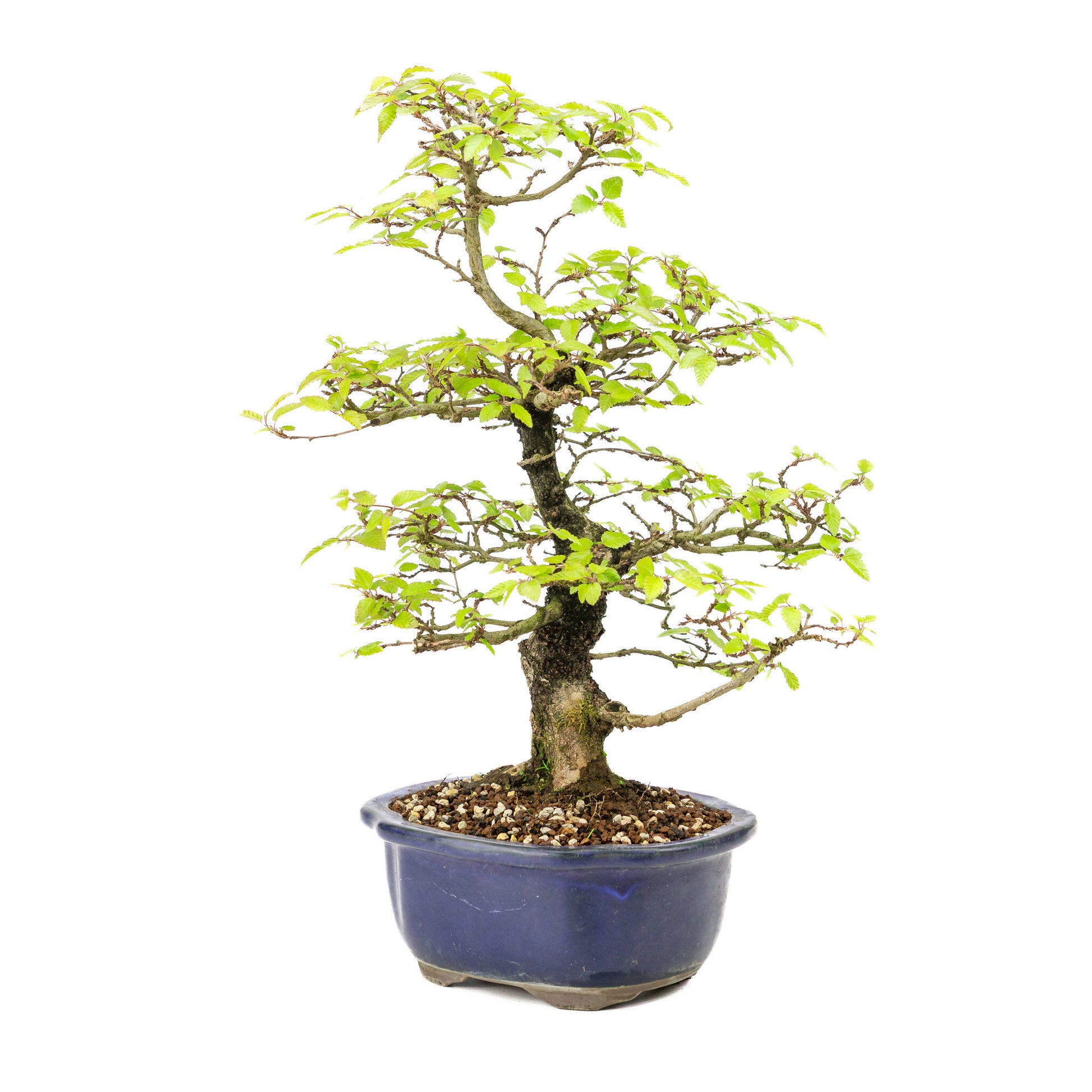 Bonsaï d'extérieur Carpinus turczaninowii bleu, pot Mokko 20 cm, hauteur ~48 cm