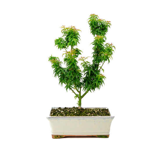 Buiten Bonsai Acer palmatum 'Kotohime' creme rechthoekige pot 22cm , hoogte ~ 42cm