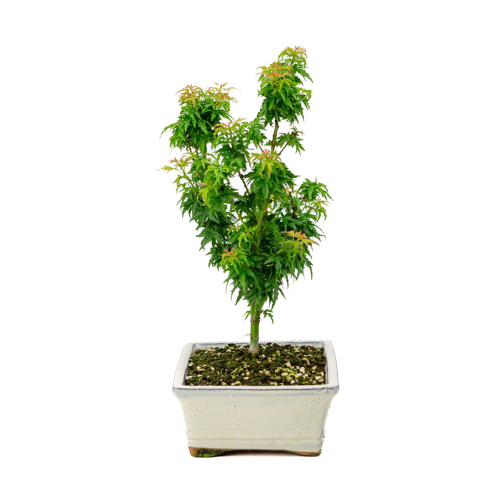 Bonsaï d'extérieur Acer palmatum 'Kotohime', pot rectangulaire crème 22 cm, hauteur ~ 42 cm