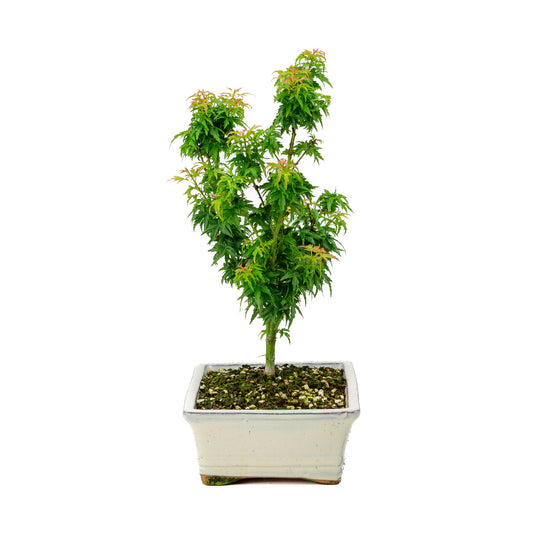 Bonsaï d'extérieur Acer palmatum 'Kotohime', pot rectangulaire crème 22 cm, hauteur ~ 42 cm