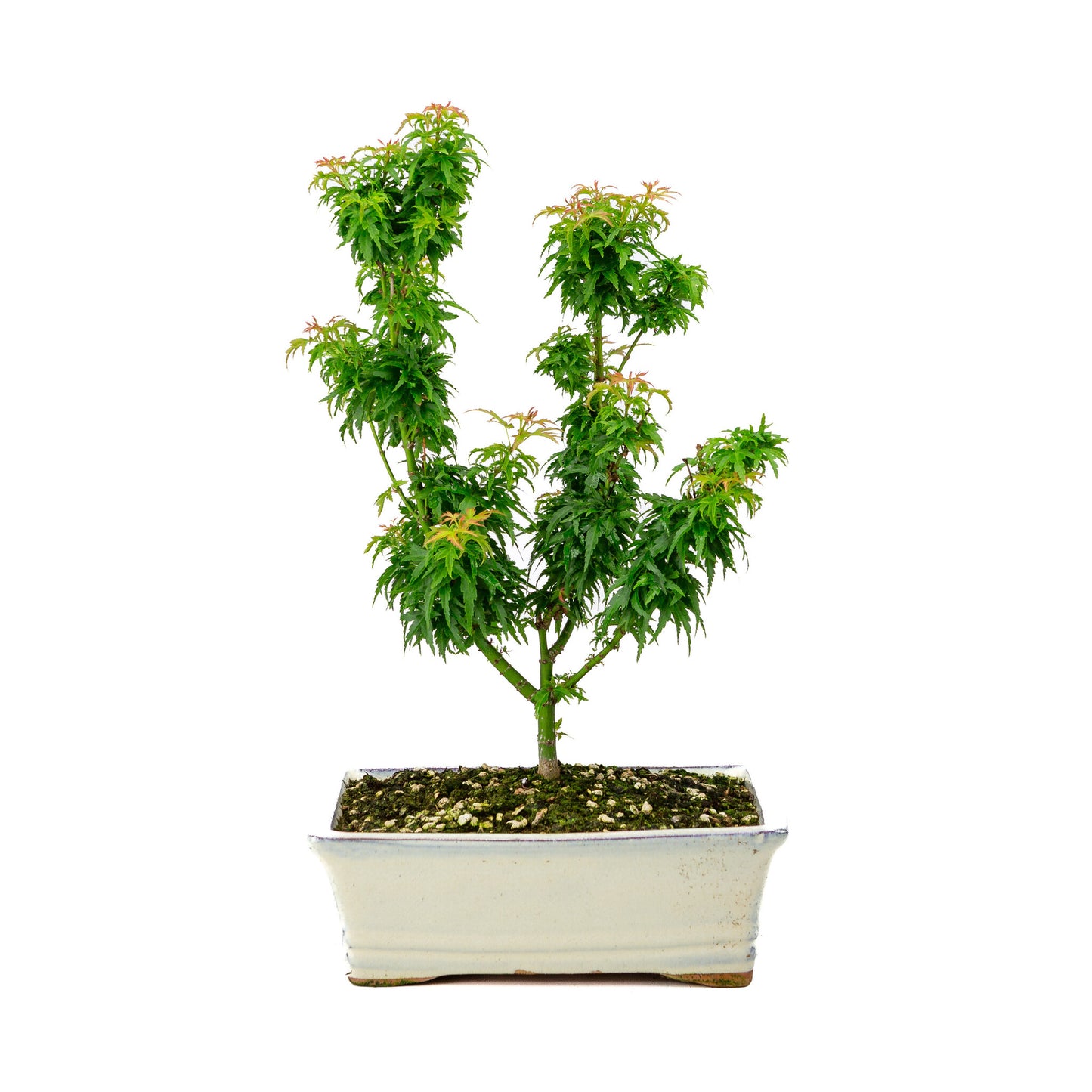 Bonsaï d'extérieur Acer palmatum 'Kotohime', pot rectangulaire crème 22 cm, hauteur ~ 42 cm
