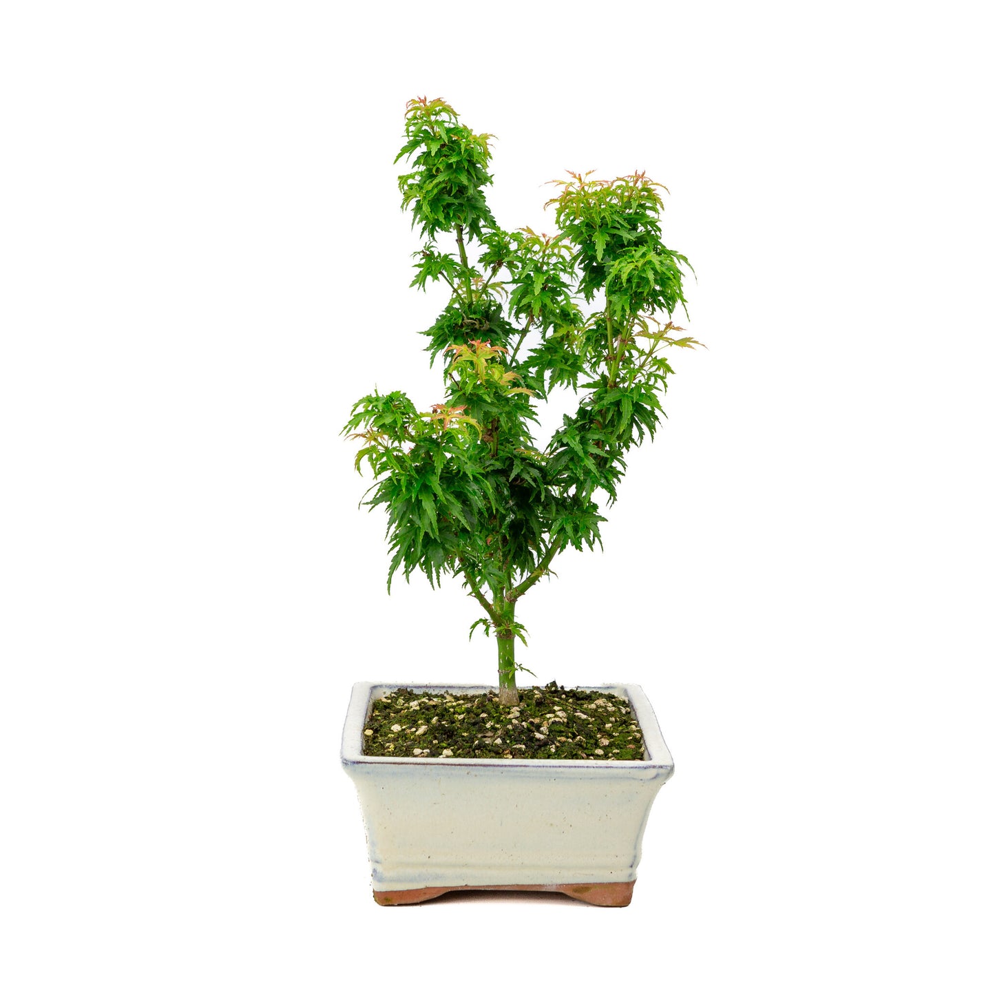 Bonsaï d'extérieur Acer palmatum 'Kotohime', pot rectangulaire crème 22 cm, hauteur ~ 42 cm