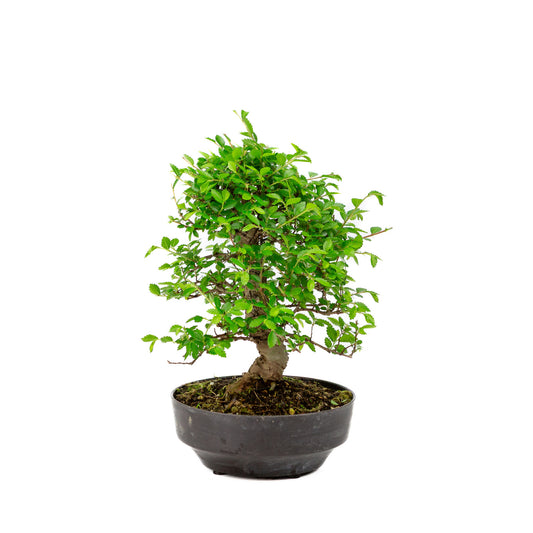 Buiten Bonsai Zelkova nire plastic pot 13cm, hoogte ~25cm