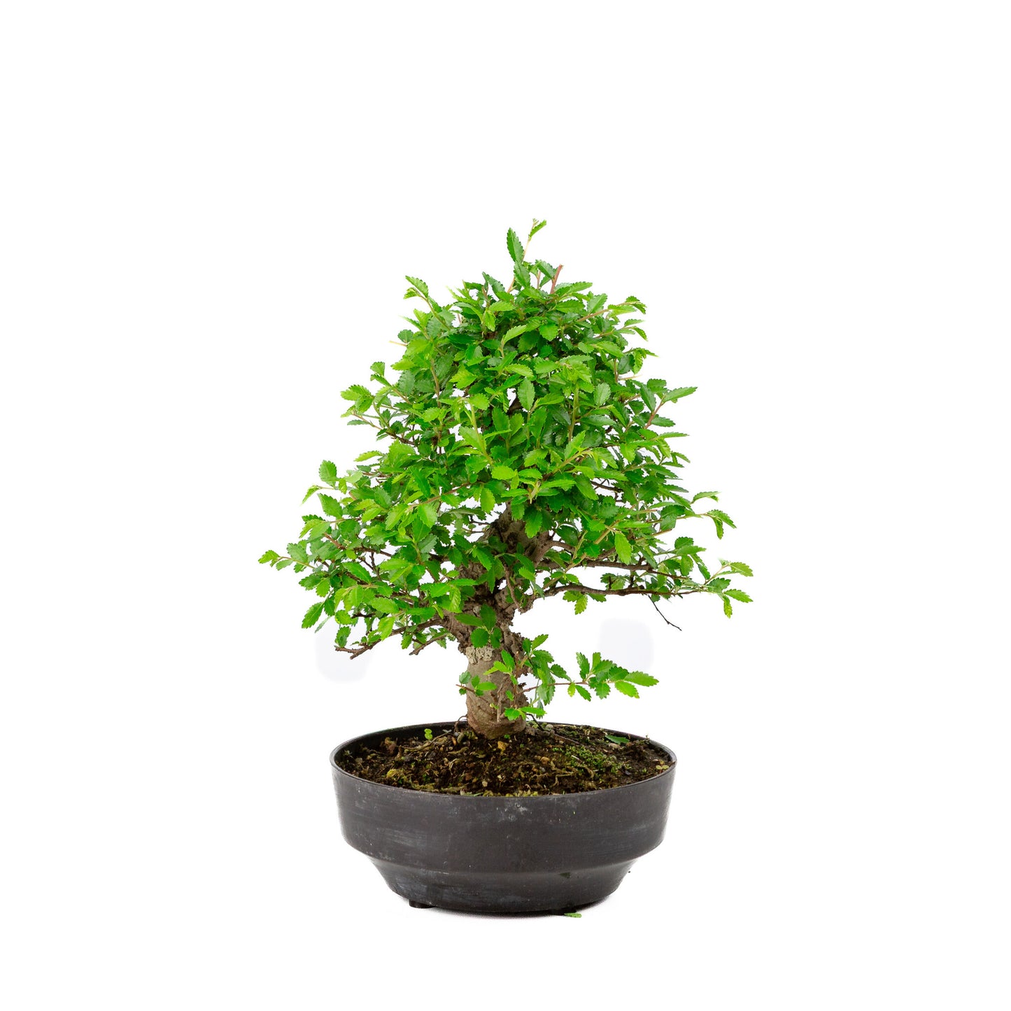 Buiten Bonsai Zelkova nire plastic pot 13cm, hoogte ~25cm