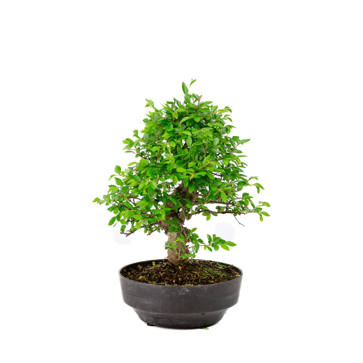 Buiten Bonsai Zelkova nire plastic pot 13cm, hoogte ~25cm