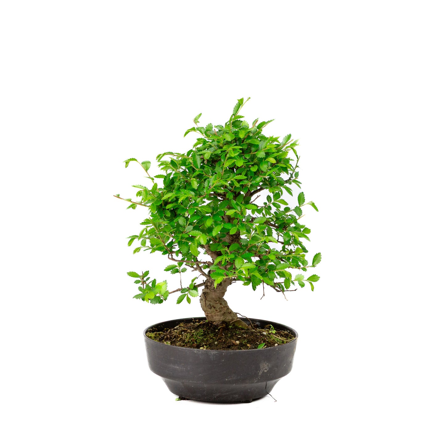Buiten Bonsai Zelkova nire plastic pot 13cm, hoogte ~25cm