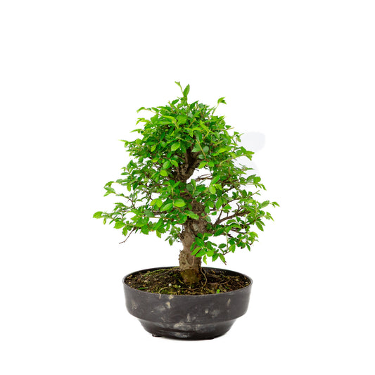 Buiten Bonsai Zelkova nire plastic pot 13cm, hoogte ~25cm