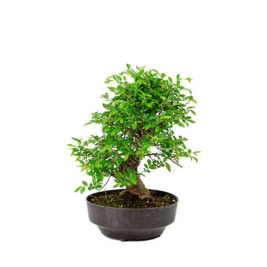 Buiten Bonsai Zelkova nire plastic pot 13cm, hoogte ~25cm