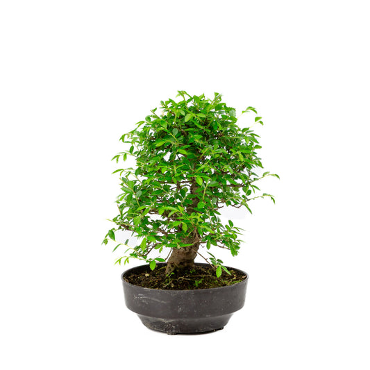 Buiten Bonsai Zelkova nire plastic pot 13cm, hoogte ~25cm