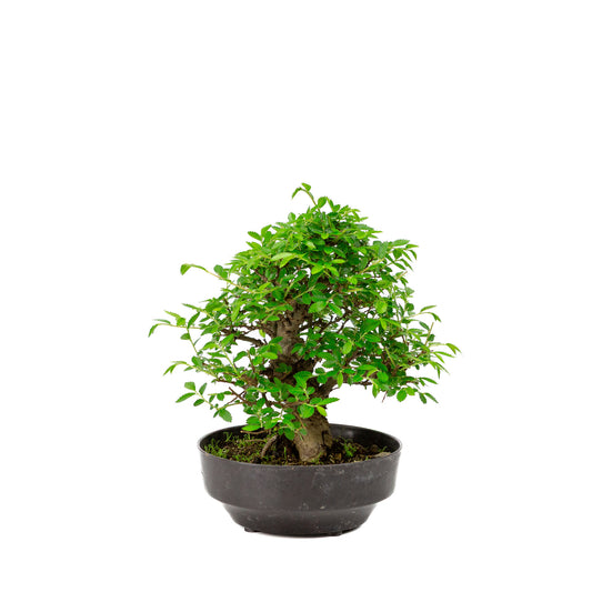 Buiten Bonsai Zelkova nire plastic pot 13cm, hoogte ~25cm