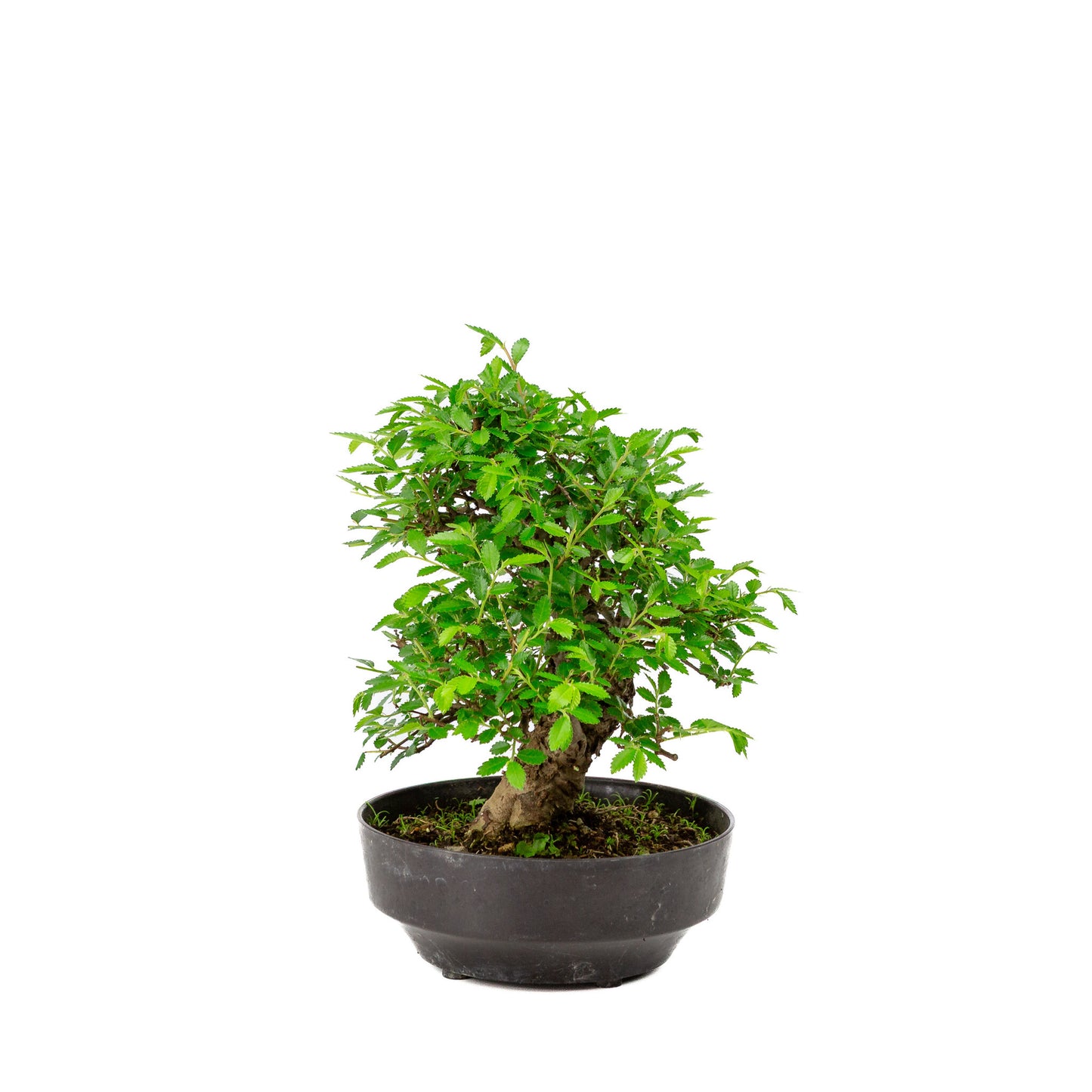 Buiten Bonsai Zelkova nire plastic pot 13cm, hoogte ~25cm