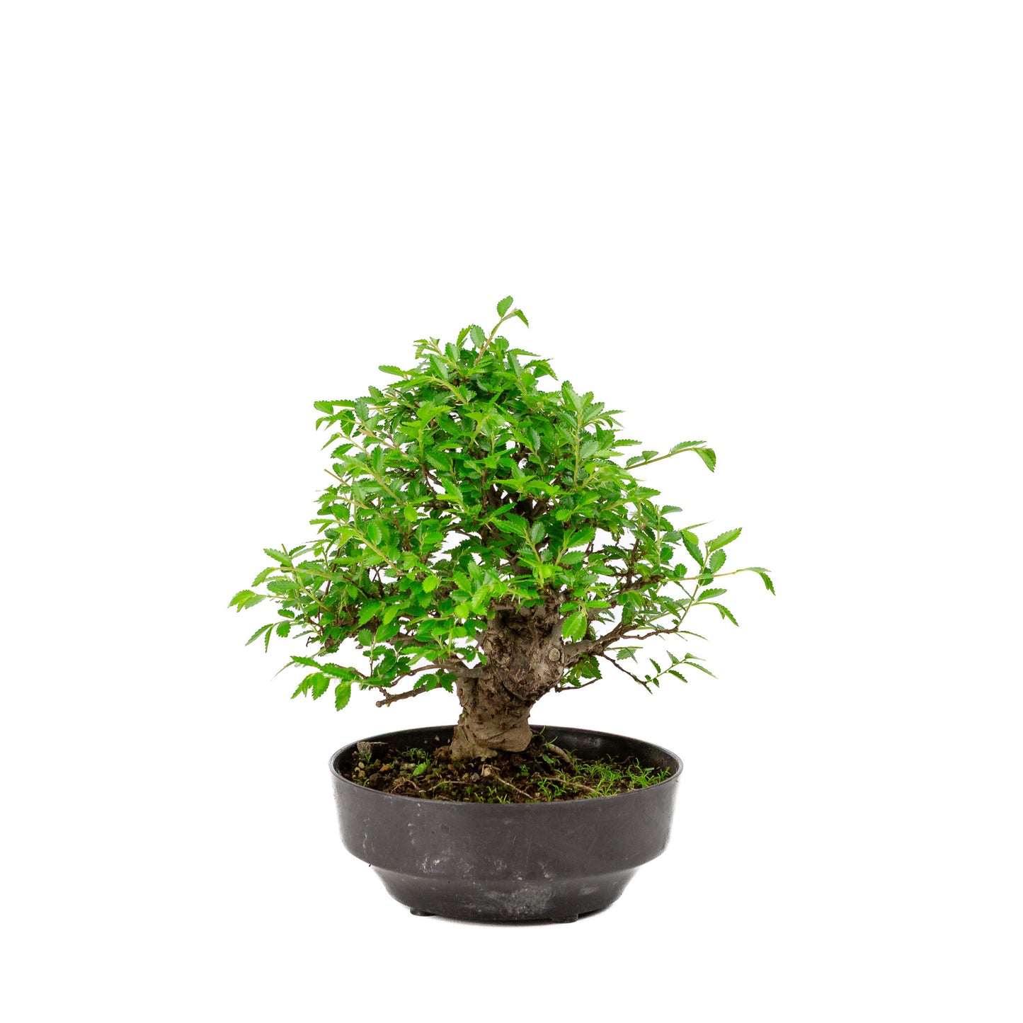 Buiten Bonsai Zelkova nire plastic pot 13cm, hoogte ~25cm