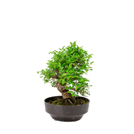 Buiten Bonsai Zelkova nire plastic pot 13cm, hoogte ~25cm