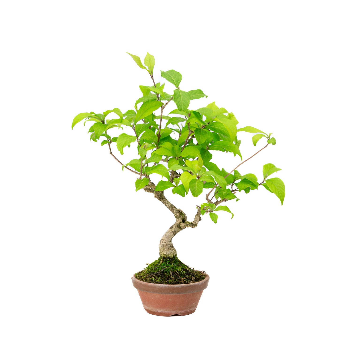 Bonsaï d'extérieur Callicarpa, pot rond en terre cuite de 10 cm, hauteur ~28 cm