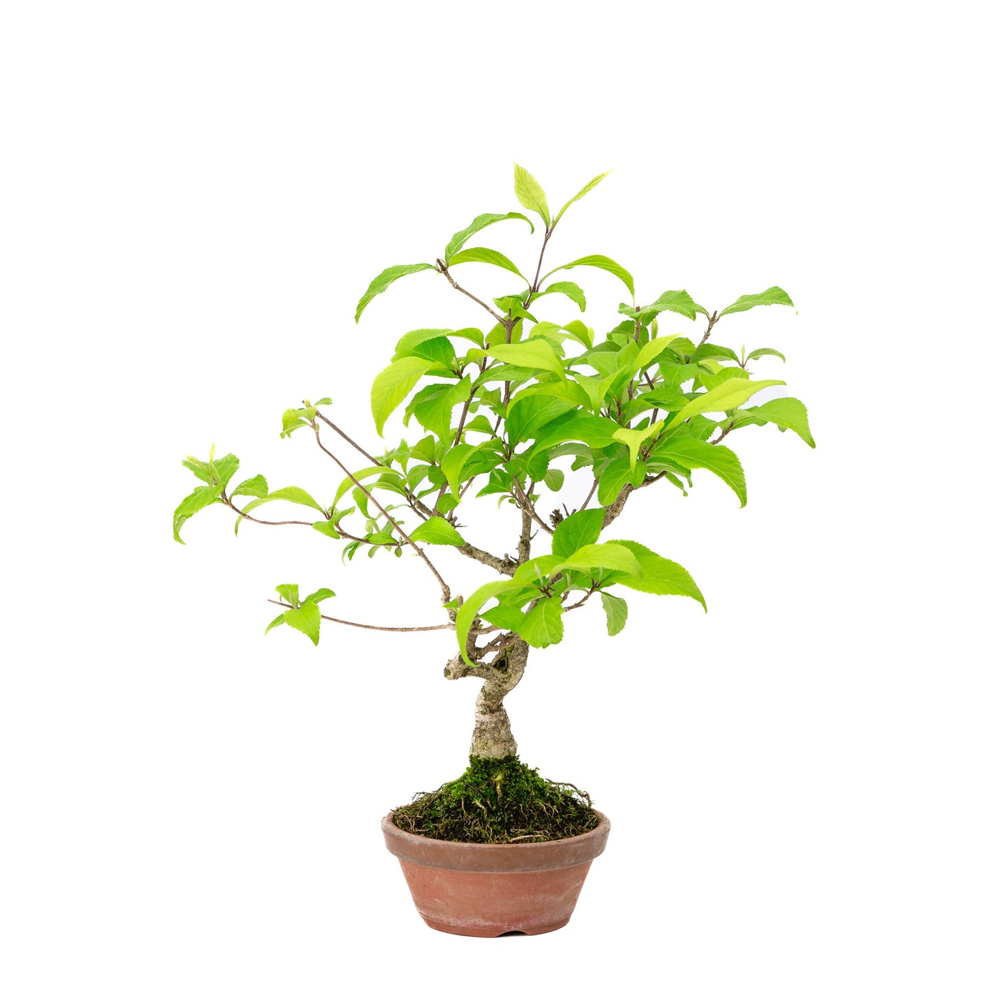 Bonsaï d'extérieur Callicarpa, pot rond en terre cuite de 10 cm, hauteur ~28 cm