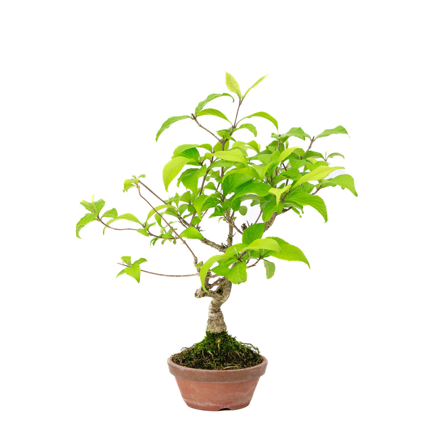 Buiten Bonsai Callicarpa terracotta ronde pot 10cm, hoogte ~28cm
