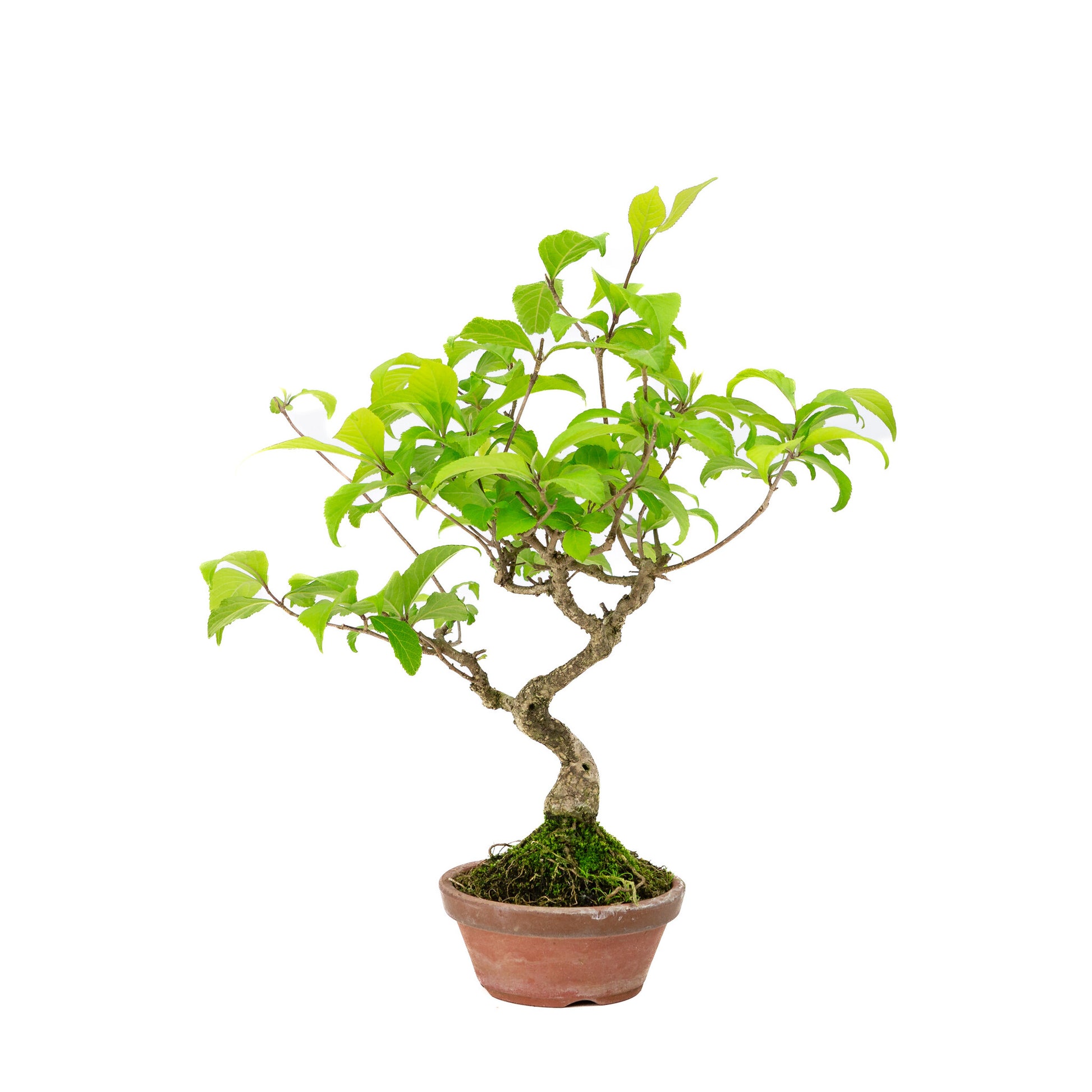 Bonsaï d'extérieur Callicarpa, pot rond en terre cuite de 10 cm, hauteur ~28 cm