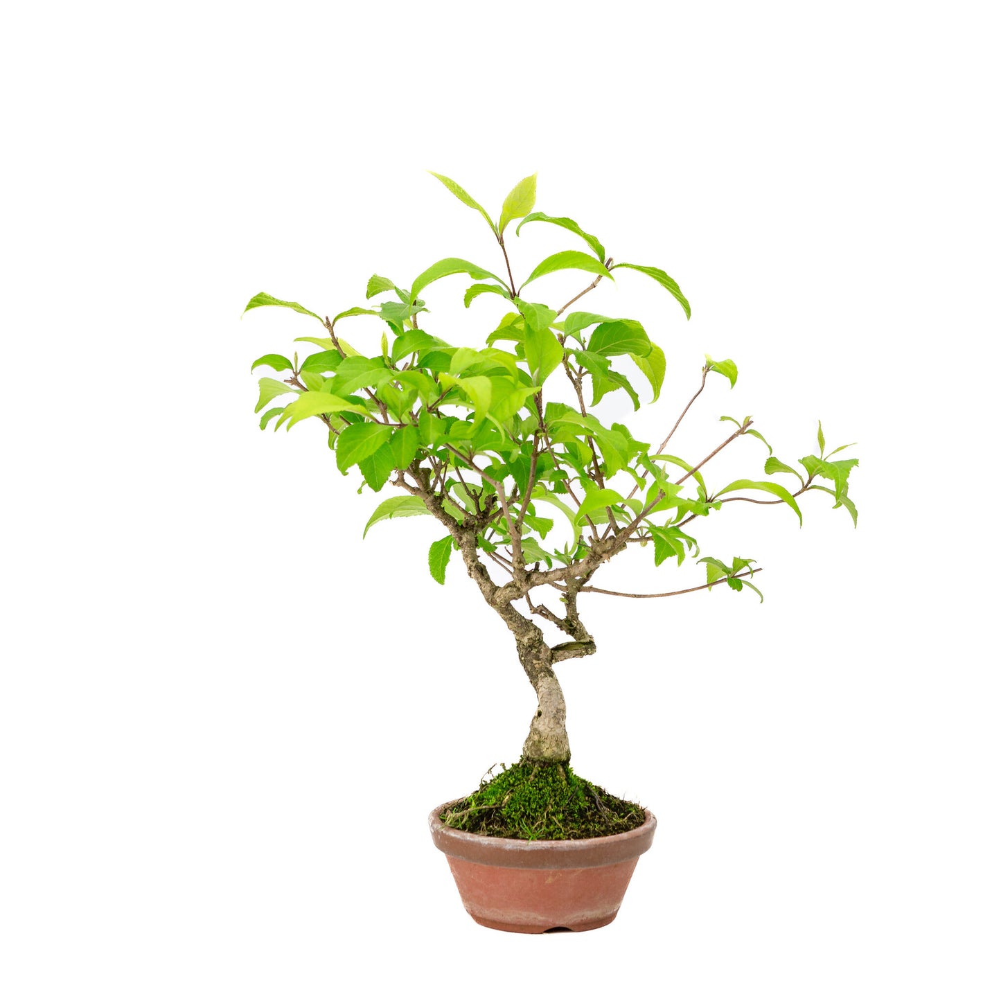 Bonsaï d'extérieur Callicarpa, pot rond en terre cuite de 10 cm, hauteur ~28 cm