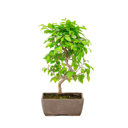 Buiten Bonsai Carpinus coreana ongeglazuurde rechthoekige pot 14cm, hoogte ~30cm