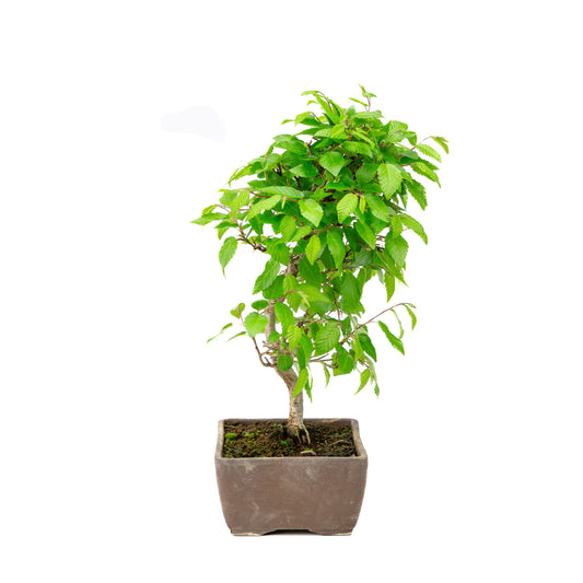 Buiten Bonsai Carpinus coreana ongeglazuurde rechthoekige pot 14cm, hoogte ~30cm