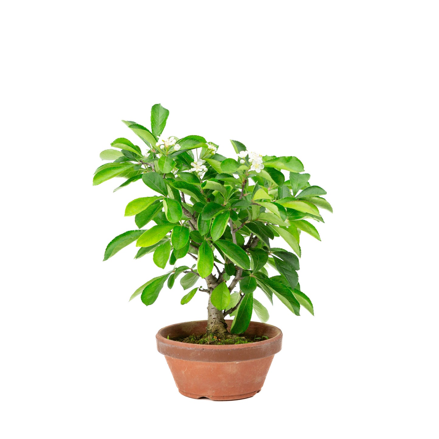 Buiten Bonsai Pourthiaea Villosa terracotta ronde pot 13cm, hoogte ~26cm