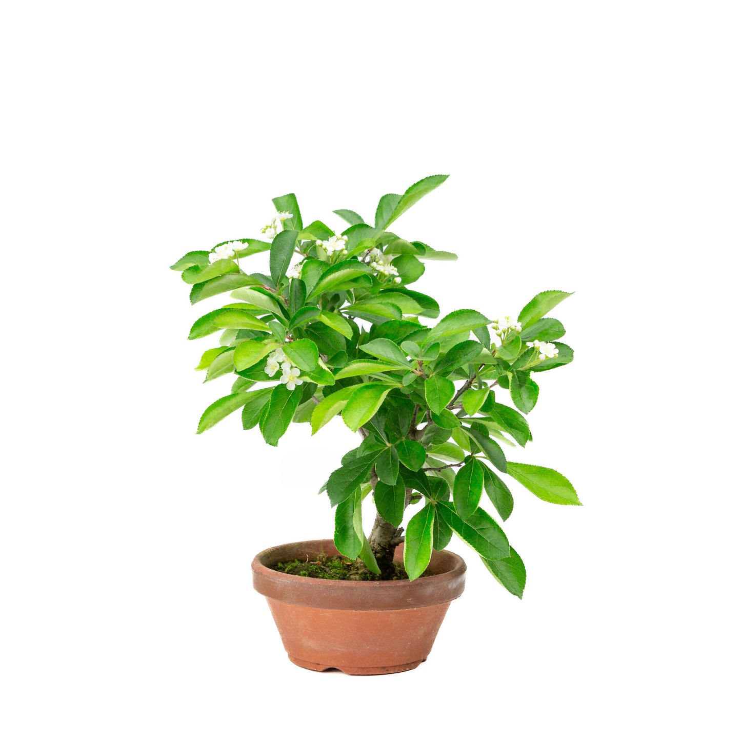 Buiten Bonsai Pourthiaea Villosa terracotta ronde pot 13cm, hoogte ~26cm
