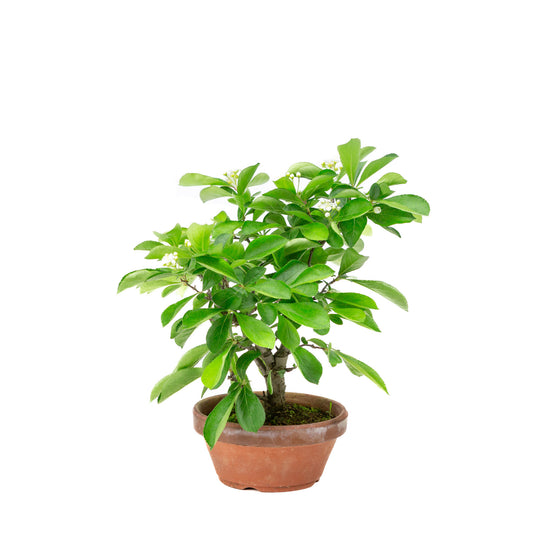 Buiten Bonsai Pourthiaea Villosa terracotta ronde pot 13cm, hoogte ~26cm