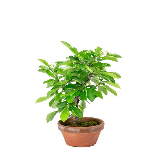 Buiten Bonsai Pourthiaea Villosa terracotta ronde pot 13cm, hoogte ~26cm