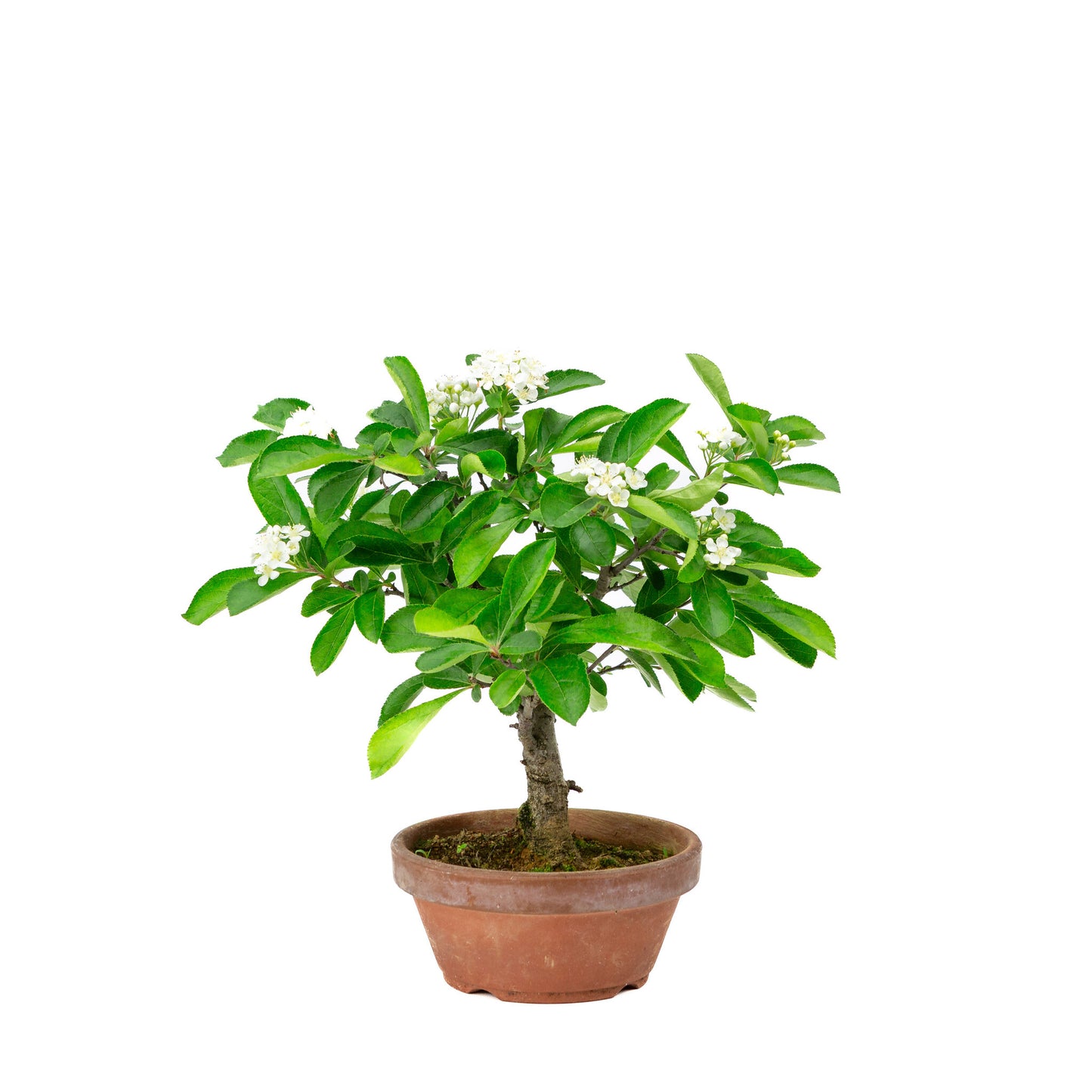 Buiten Bonsai Pourthiaea Villosa terracotta ronde pot 13cm, hoogte ~26cm
