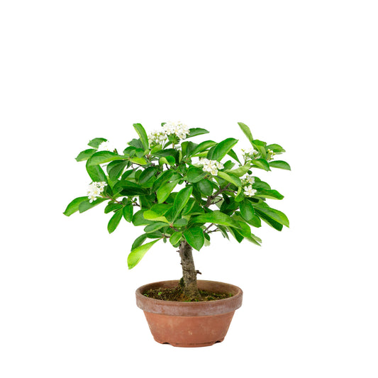 Buiten Bonsai Pourthiaea Villosa terracotta ronde pot 13cm, hoogte ~26cm
