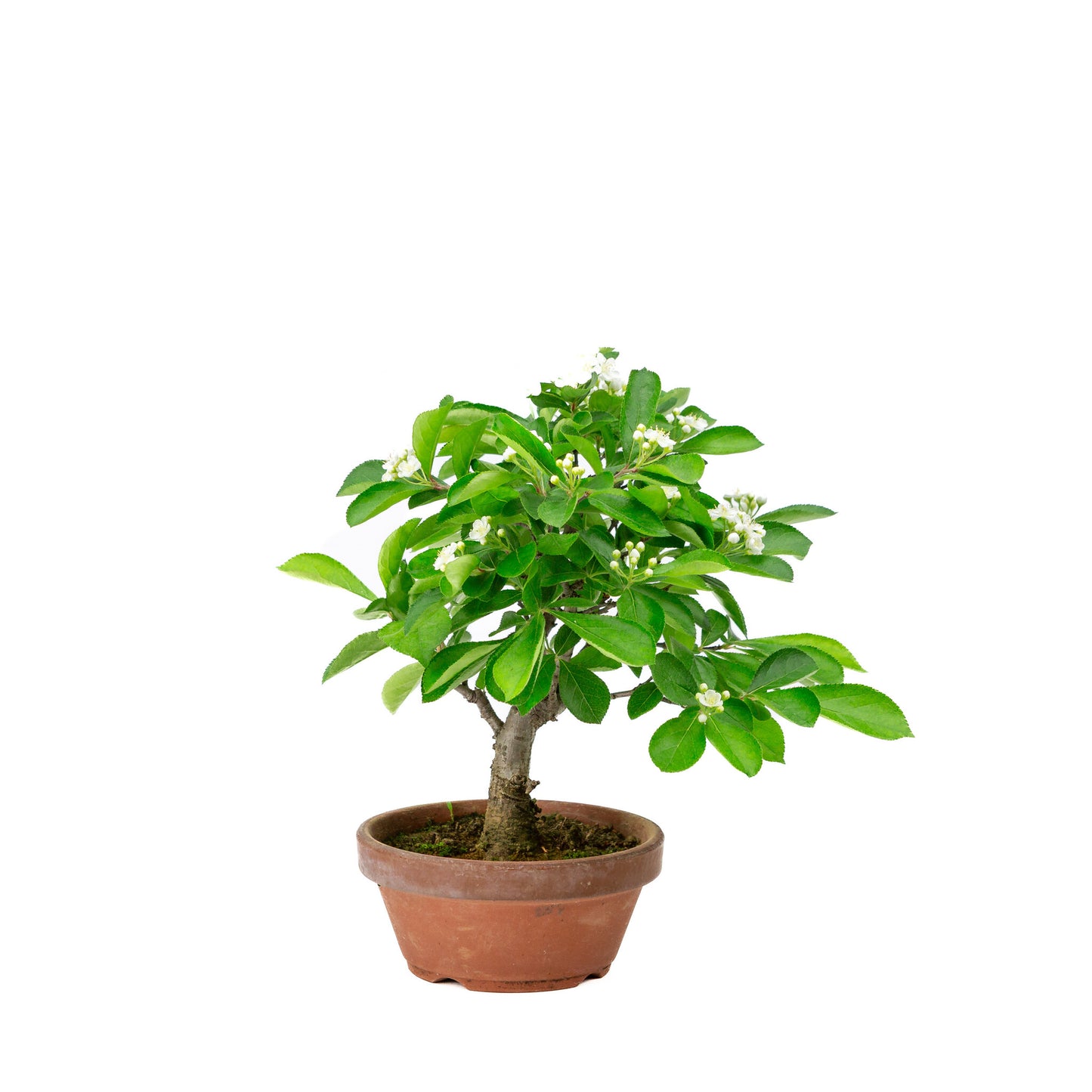 Buiten Bonsai Pourthiaea Villosa terracotta ronde pot 13cm, hoogte ~26cm