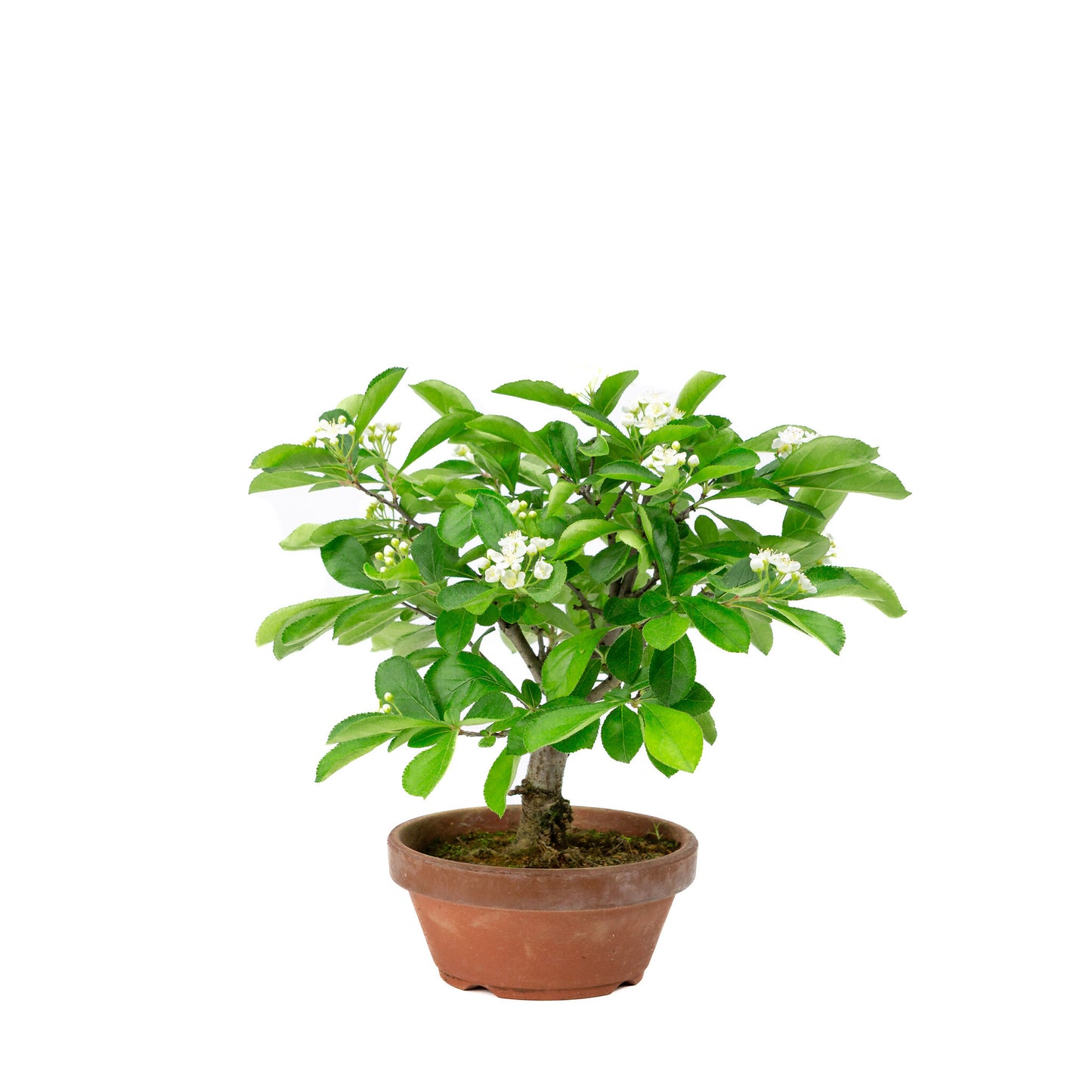 Buiten Bonsai Pourthiaea Villosa terracotta ronde pot 13cm, hoogte ~26cm