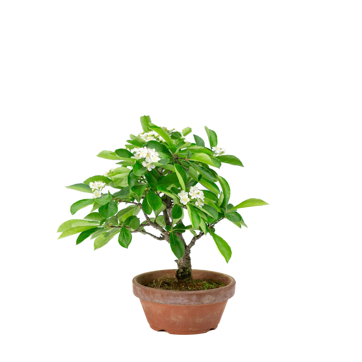 Buiten Bonsai Pourthiaea Villosa terracotta ronde pot 13cm, hoogte ~26cm