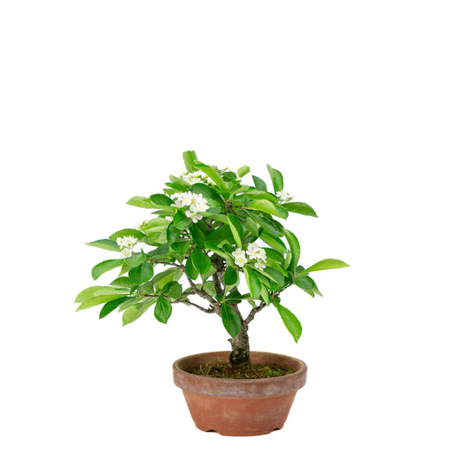 Buiten Bonsai Pourthiaea Villosa terracotta ronde pot 13cm, hoogte ~26cm