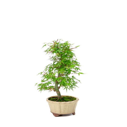 Buiten Bonsai Acer palmatum 'Orihime' creme ronde pot 13cm, hoogte ~33cm
