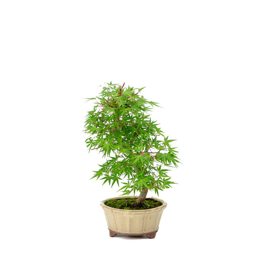 Buiten Bonsai Acer palmatum 'Orihime' creme ronde pot 13cm, hoogte ~33cm