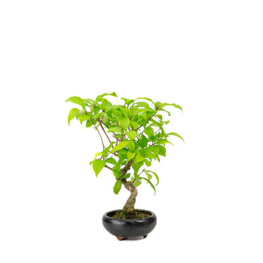 Bonsaï d'extérieur Callicarpa bleu en pot rond de 9 cm, hauteur ~25 cm